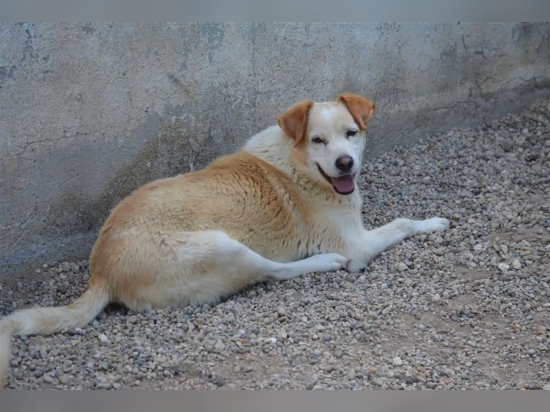 „Marley“, geb. ca. 2020, sehr lieb, ein Beinchen wurde ihm mit dem Messer abgetrennt von Tierquälern