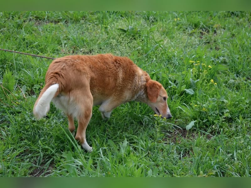 „Percy“, ca. 2021 geb., sehr lieb, sucht liebes Zuhause, Mischling (MIT VIDEO)