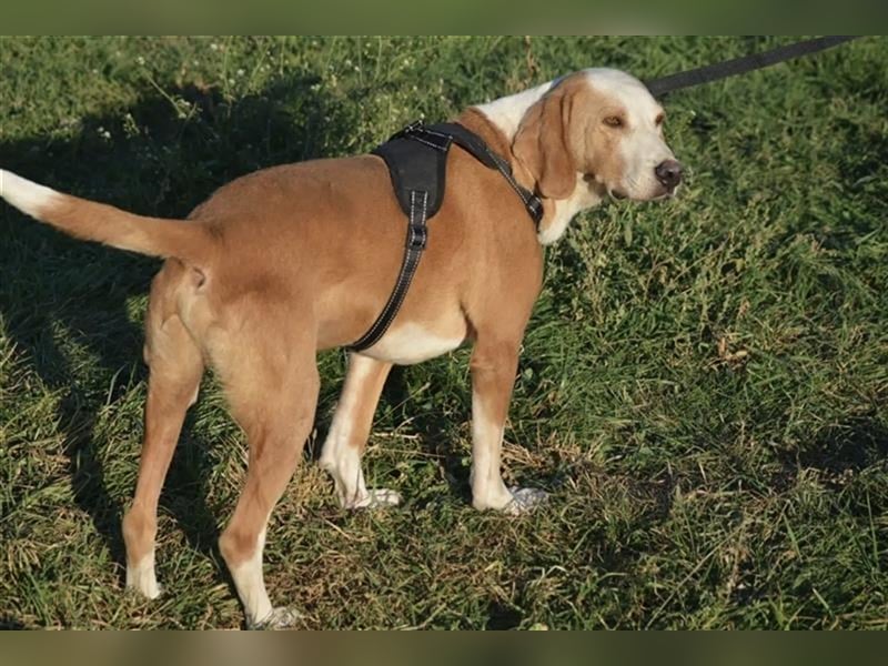 Bak - Sehr lieber und ruhiger Rüde, ca. 8 Jahre alt, sanft und verträglich. Wundervoller Seelenhund