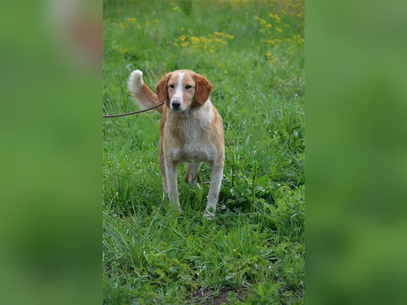 „Percy“, ca. 2021 geb., sehr lieb, sucht liebes Zuhause, Mischling (MIT VIDEO)