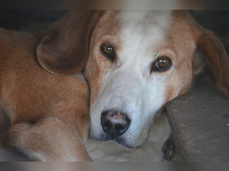 Bak - Sehr lieber und ruhiger Rüde, ca. 8 Jahre alt, sanft und verträglich. Wundervoller Seelenhund