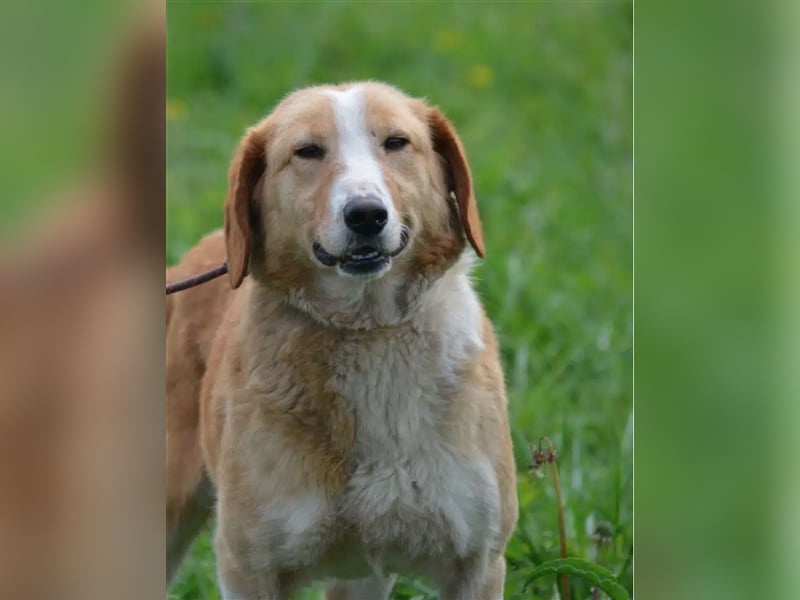 „Percy“, ca. 2021 geb., sehr lieb, sucht liebes Zuhause, Mischling (MIT VIDEO)