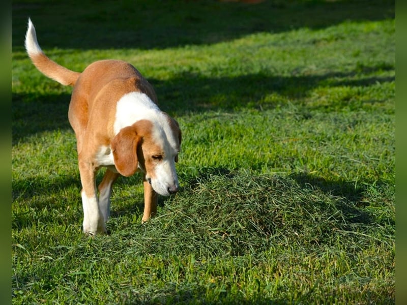Bak - Sehr lieber und ruhiger Rüde, ca. 8 Jahre alt, sanft und verträglich. Wundervoller Seelenhund