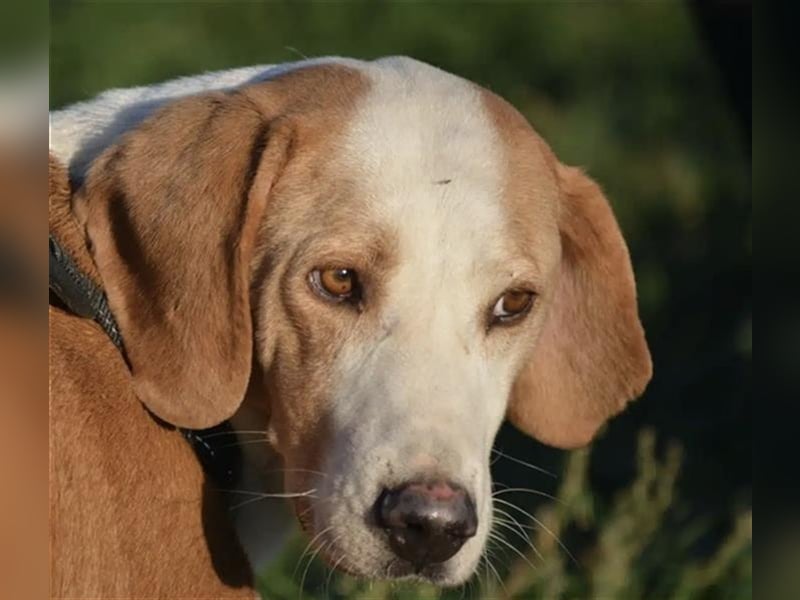 Bak - Sehr lieber und ruhiger Rüde, ca. 8 Jahre alt, sanft und verträglich. Wundervoller Seelenhund