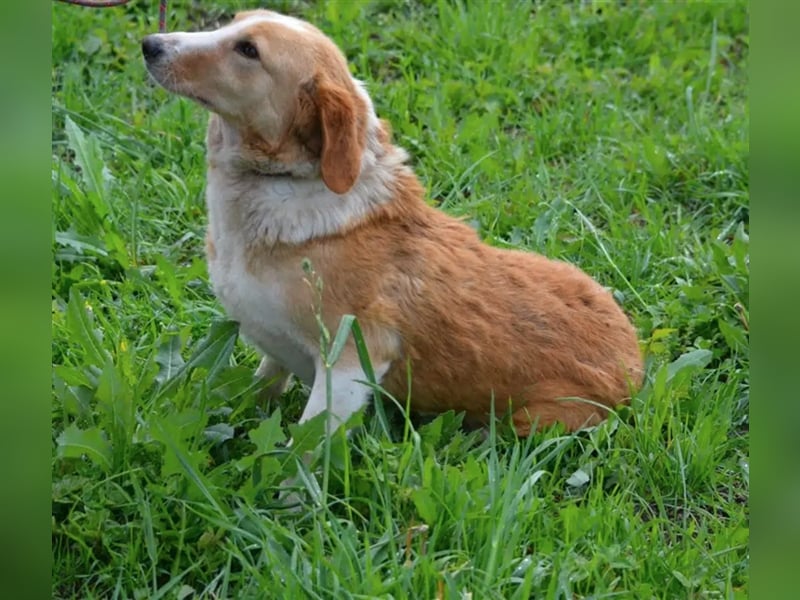 „Percy“, ca. 2021 geb., sehr lieb, sucht liebes Zuhause, Mischling (MIT VIDEO)