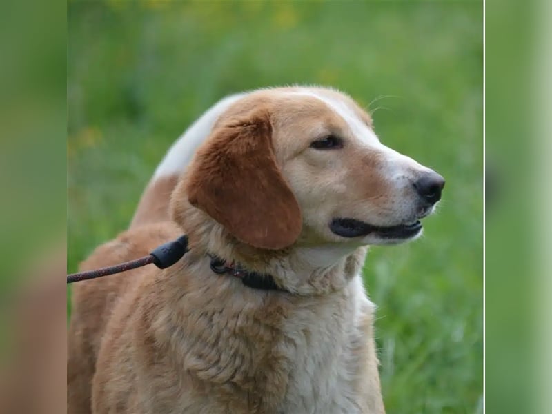 „Percy“, ca. 2021 geb., sehr lieb, sucht liebes Zuhause, Mischling (MIT VIDEO)