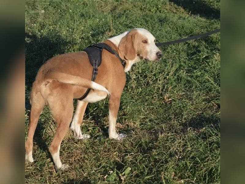 Bak - Sehr lieber und ruhiger Rüde, ca. 8 Jahre alt, sanft und verträglich. Wundervoller Seelenhund