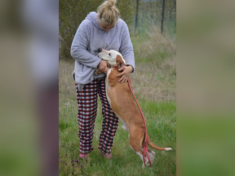 „Lepi“, sollte für die Jagd missbraucht werden, ca. 2017 geboren