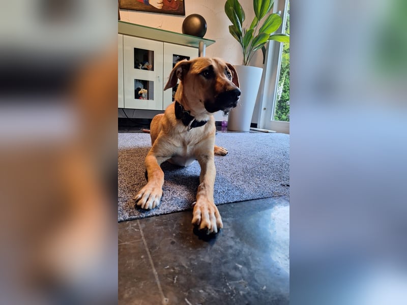 Nero - Sportskanone sucht seine Familie