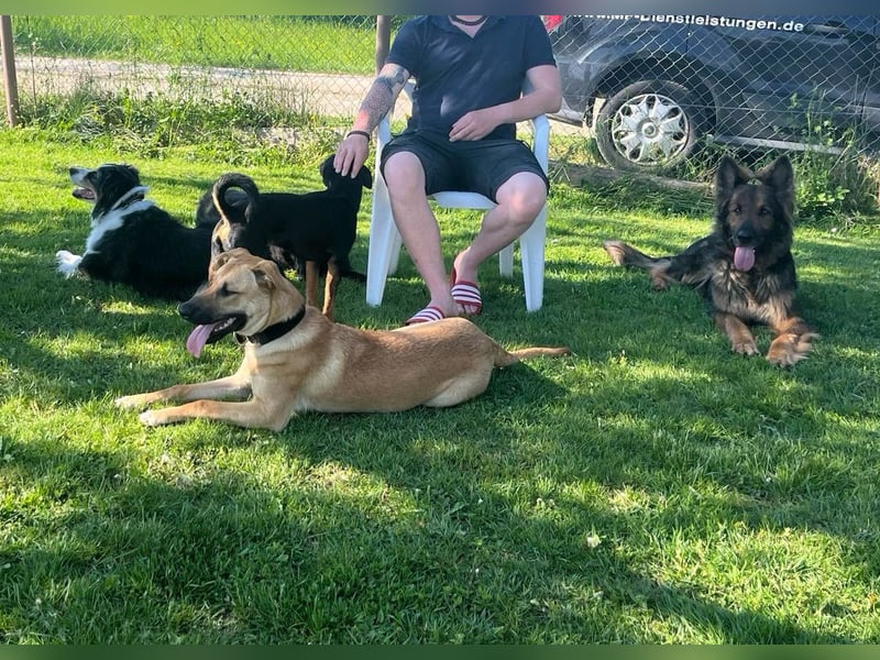 Nero - Sportskanone sucht seine Familie