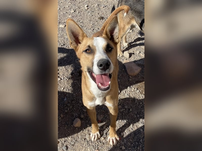 Calvin - Rüde in Spanien