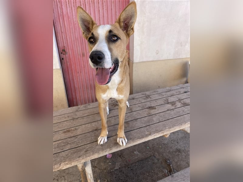 Calvin - Rüde in Spanien
