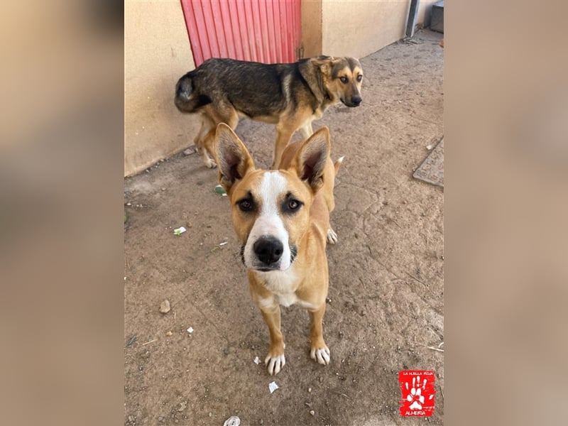 Calvin - Rüde in Spanien