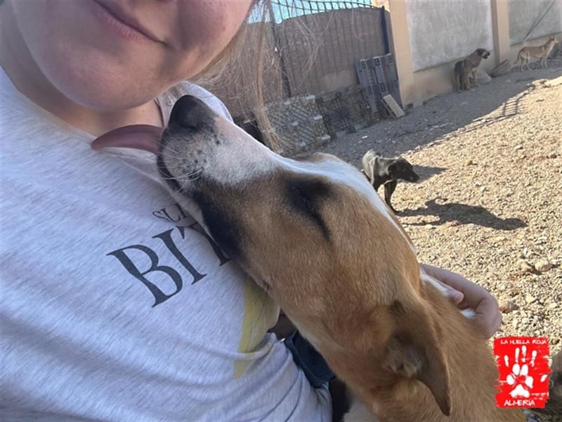 Calvin - Rüde in Spanien