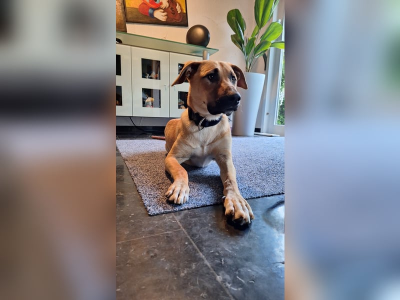 Nero - Sportskanone sucht seine Familie