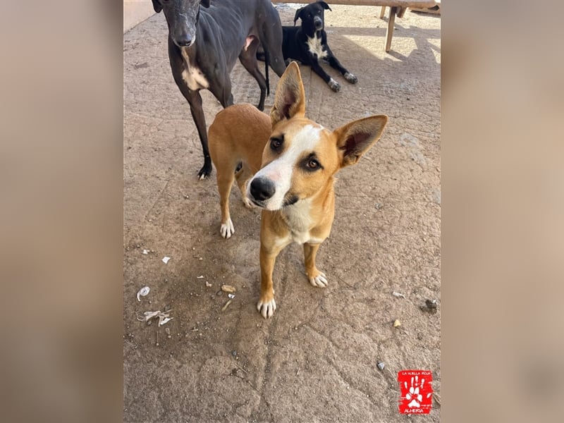 Calvin - Rüde in Spanien