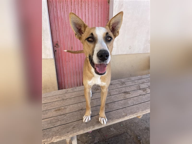 Calvin - Rüde in Spanien