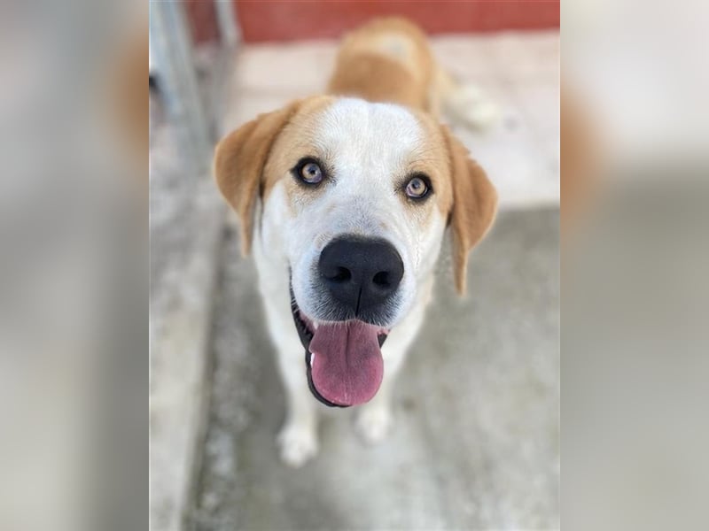 Nikki, geb. ca. 06/2022, lebt in GRIECHENLAND, im städt. Tierheim Serres