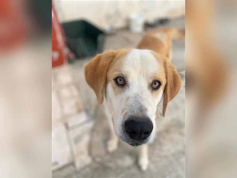 Nikki, geb. ca. 06/2022, lebt in GRIECHENLAND, im städt. Tierheim Serres