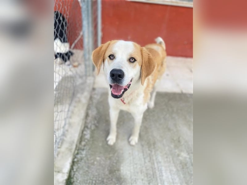 Nikki, geb. ca. 06/2022, lebt in GRIECHENLAND, im städt. Tierheim Serres