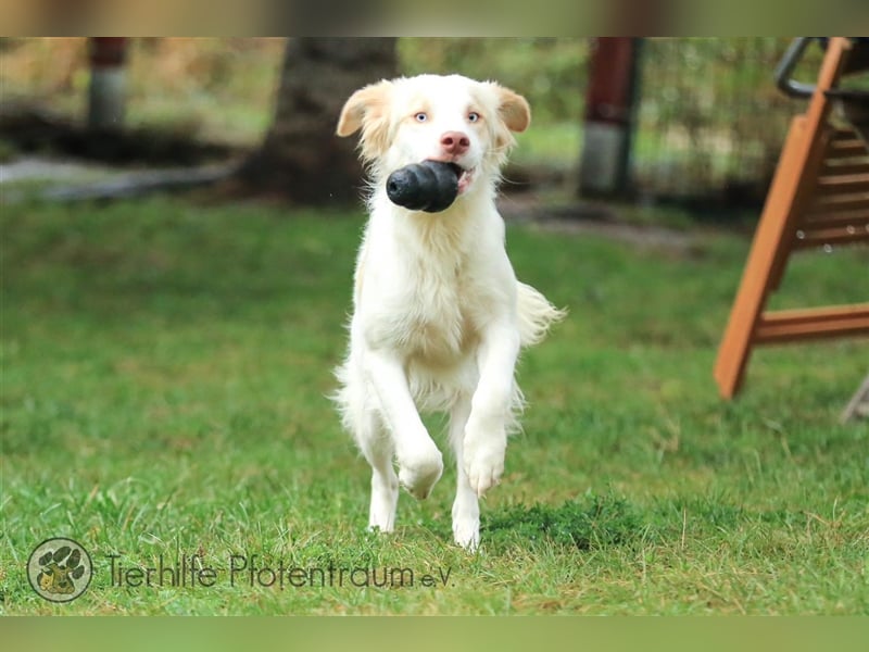 Sky sucht ein Zuhause