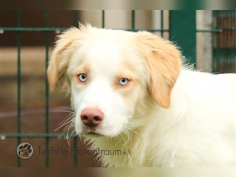 Sky sucht ein Zuhause
