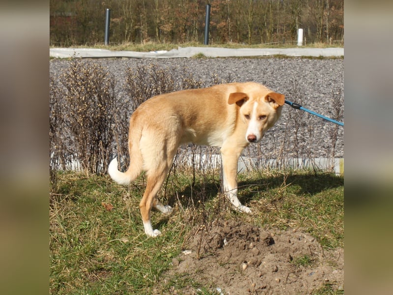 Pascha - Für-Immer-Körbchen gesucht
