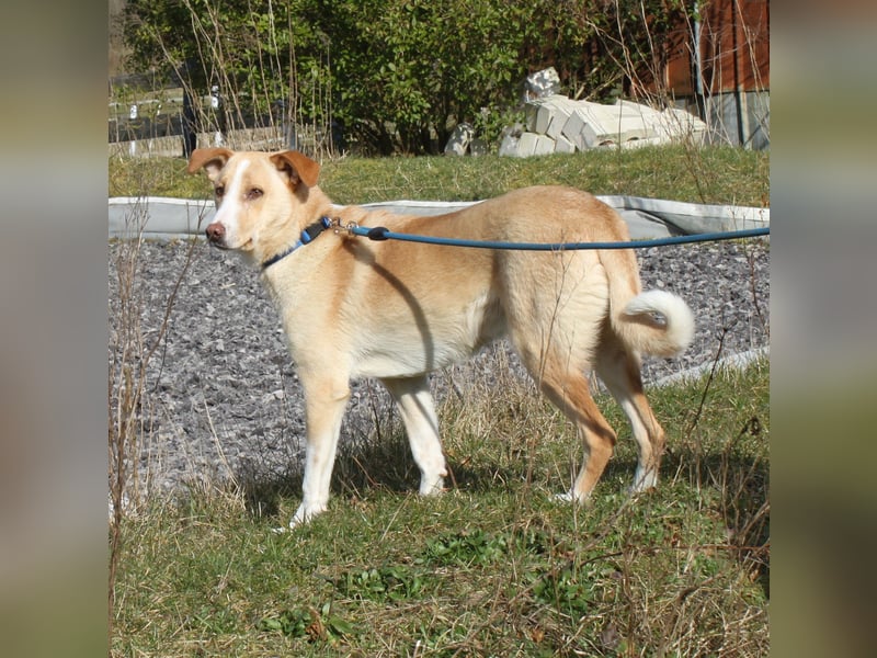 Pascha - Für-Immer-Körbchen gesucht