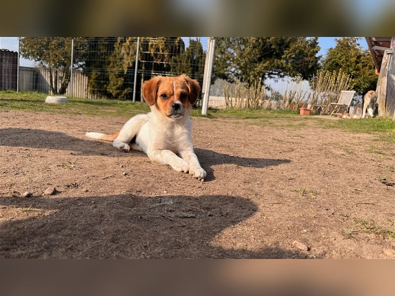 MATEO sucht ein Zuhause