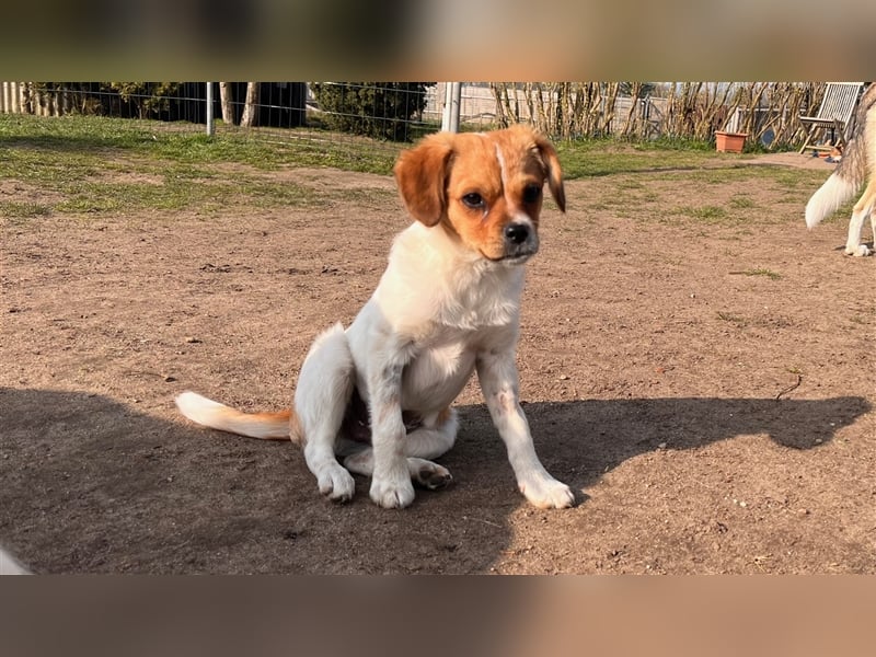 MATEO sucht ein Zuhause