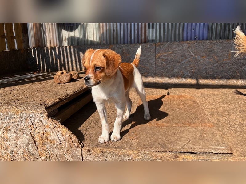 MATEO sucht ein Zuhause