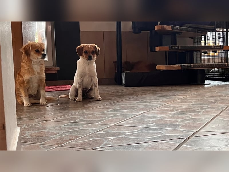 MATEO sucht ein Zuhause