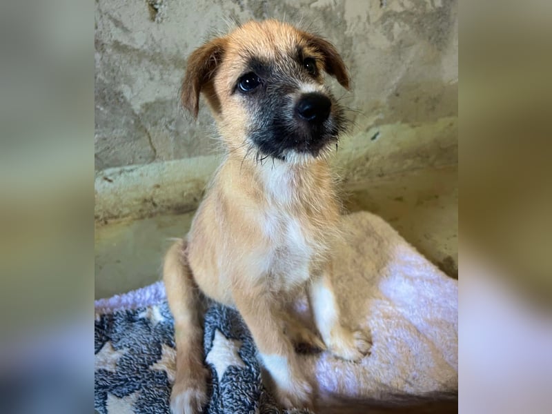 Welpe Fox sucht seine Herzensmenschen