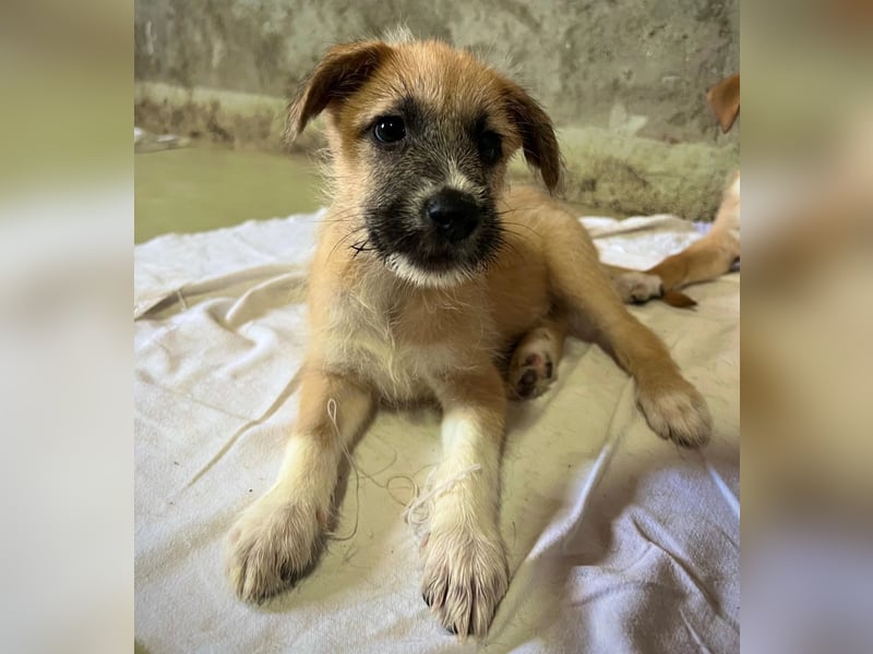 Welpe Fox sucht seine Herzensmenschen