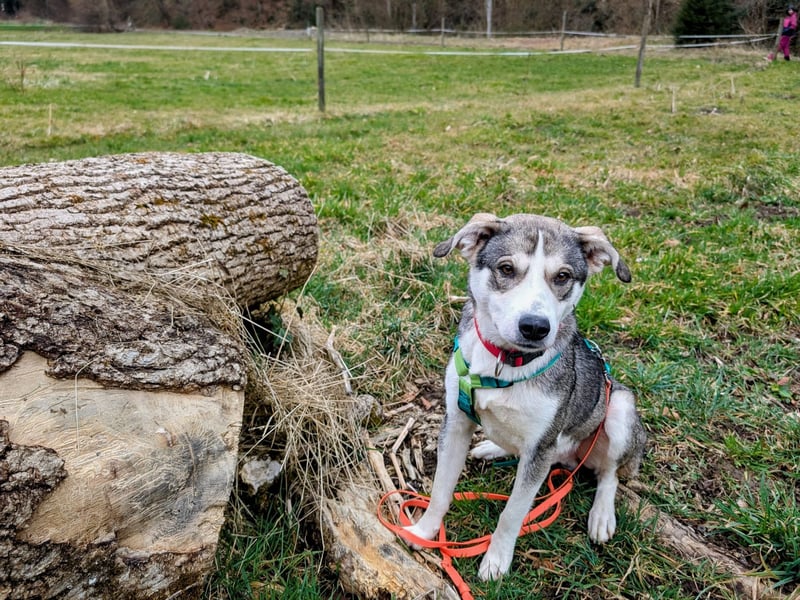 MACHU sucht ein Zuhause