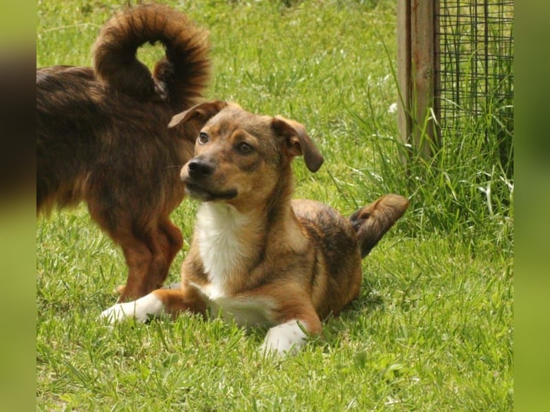 Kleiner Leo sucht seine Familie