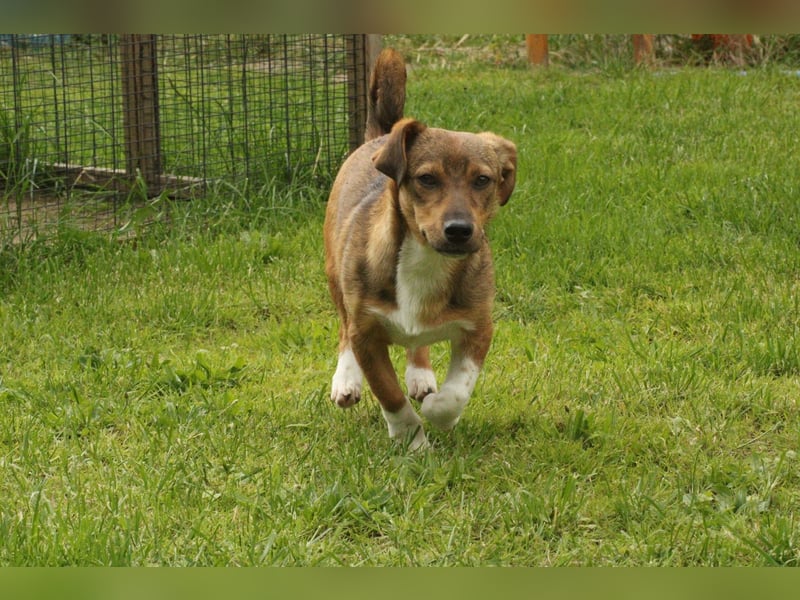 Kleiner Leo sucht seine Familie