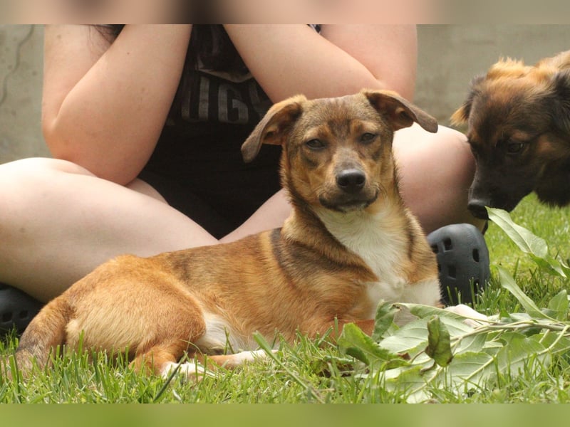 Kleiner Leo sucht seine Familie