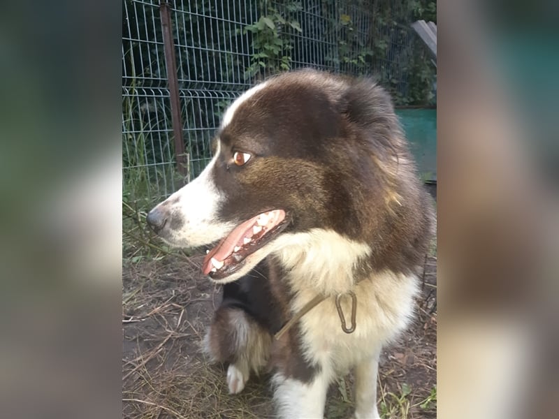 Archie - familiengewöhnte und reizende Fellnase sucht sein neues Zuhause