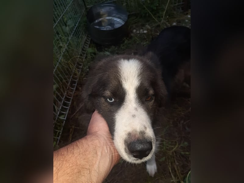 Archie - familiengewöhnte und reizende Fellnase sucht sein neues Zuhause