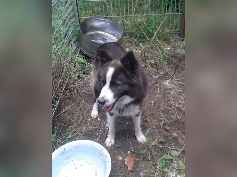 Archie - familiengewöhnte und reizende Fellnase sucht sein neues Zuhause