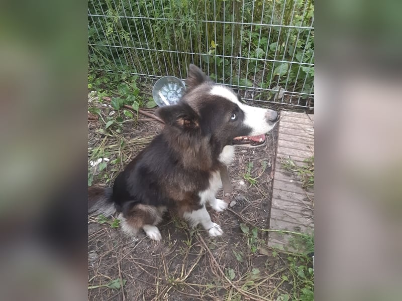 Archie - familiengewöhnte und reizende Fellnase sucht sein neues Zuhause