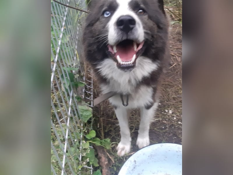 Archie - familiengewöhnte und reizende Fellnase sucht sein neues Zuhause