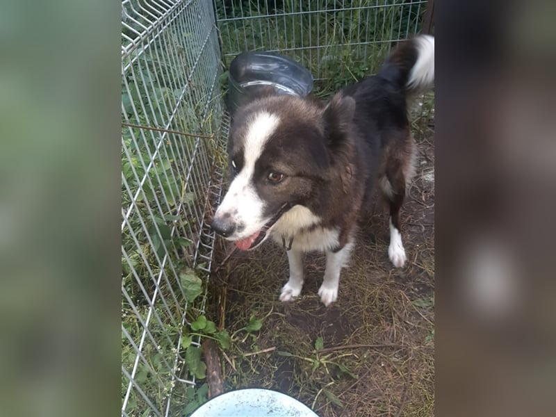 Archie - familiengewöhnte und reizende Fellnase sucht sein neues Zuhause