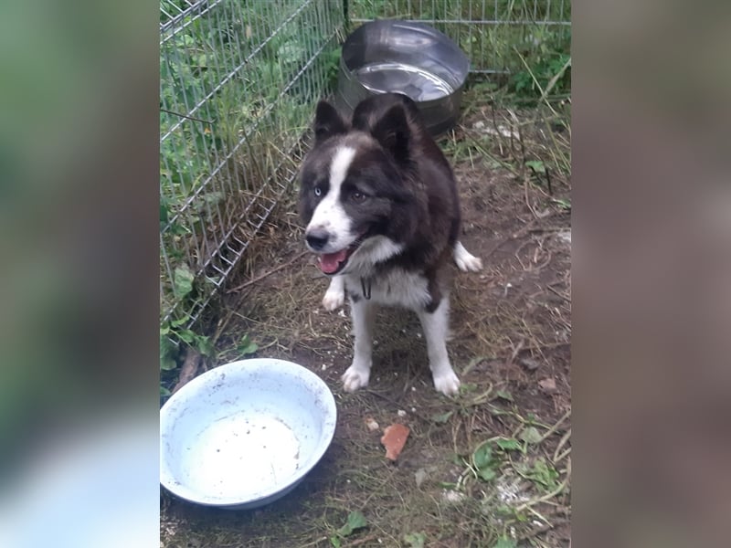 Archie - familiengewöhnte und reizende Fellnase sucht sein neues Zuhause