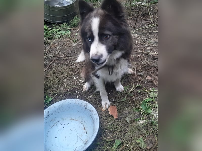 Archie - familiengewöhnte und reizende Fellnase sucht sein neues Zuhause