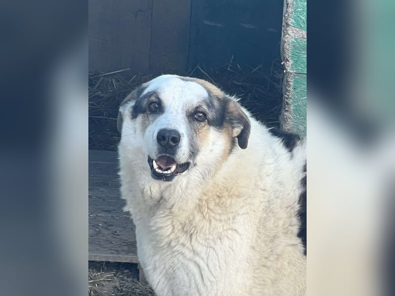 Balou - halbverhungert gerettet