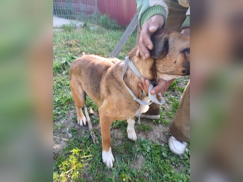 Rusty - wird aufgepäppelt