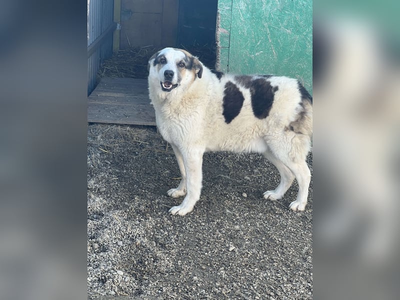 Balou - halbverhungert gerettet