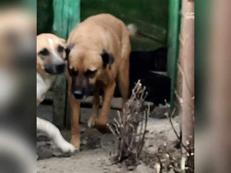 Flaps - schüchterner Hundejunge möchte an die Pfote genommen werden